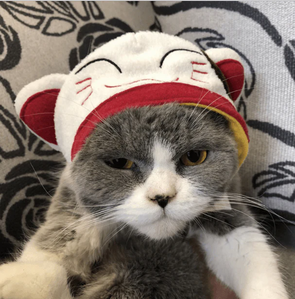 Cat Bunny Ears🔥 - Image 12