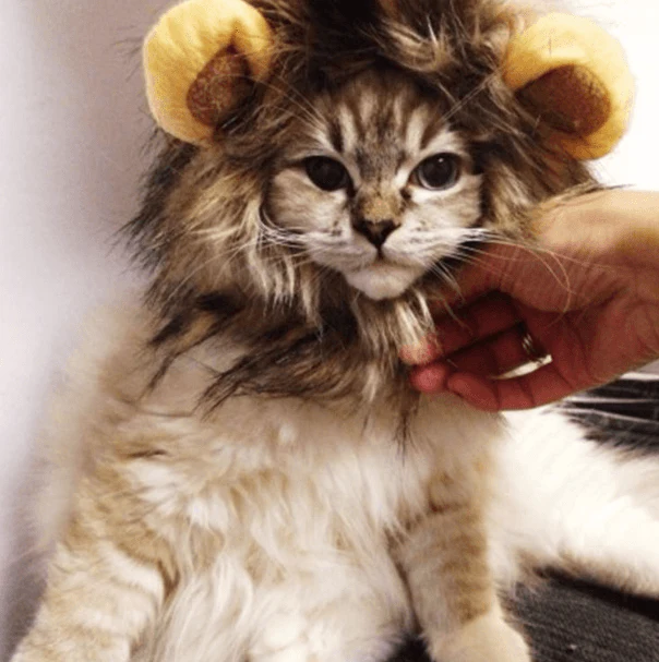 Cat Bunny Ears🔥 - Image 17