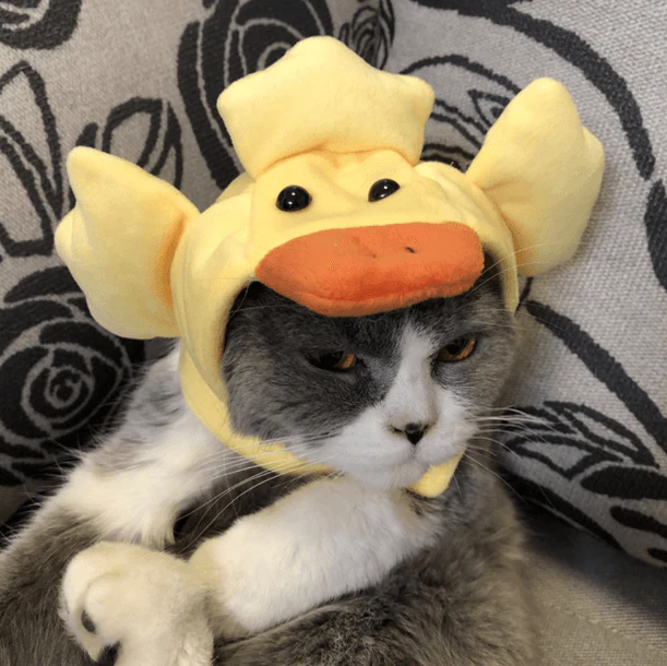 Cat Bunny Ears🔥 - Image 18