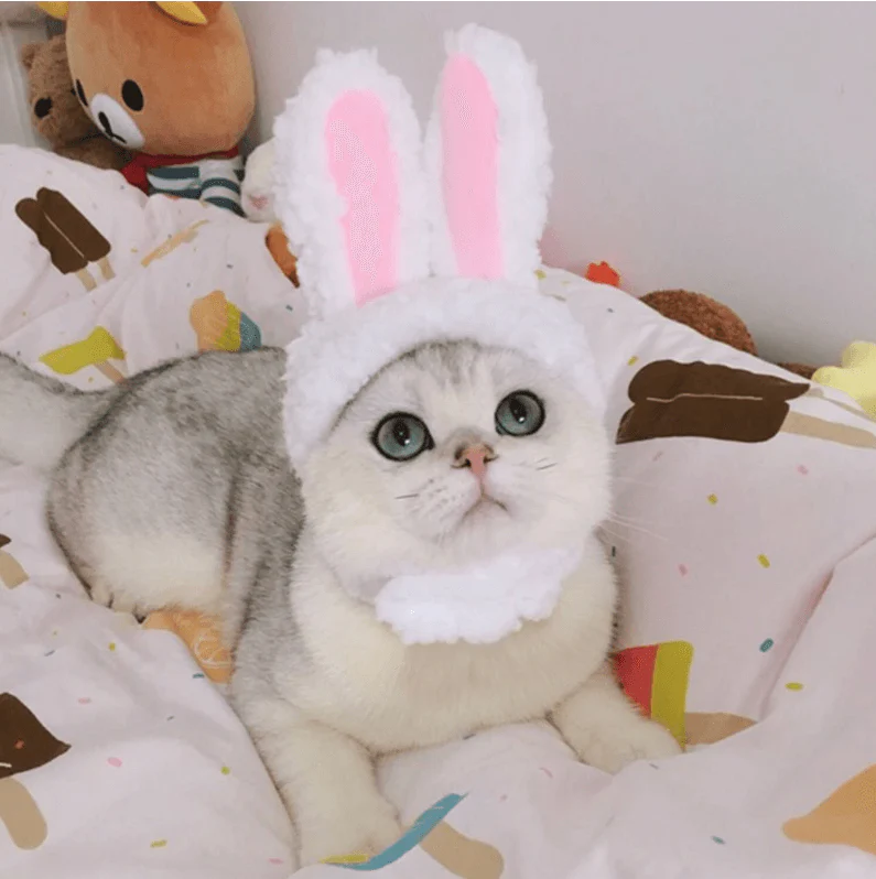 Cat Bunny Ears🔥 - Image 5