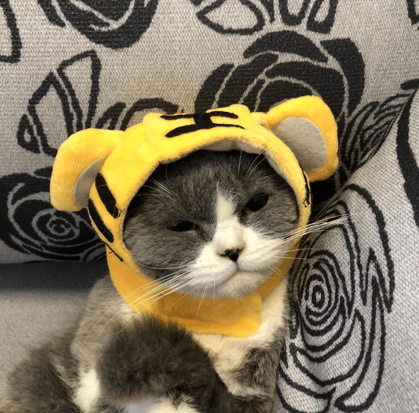 Cat Bunny Ears🔥 - Image 9